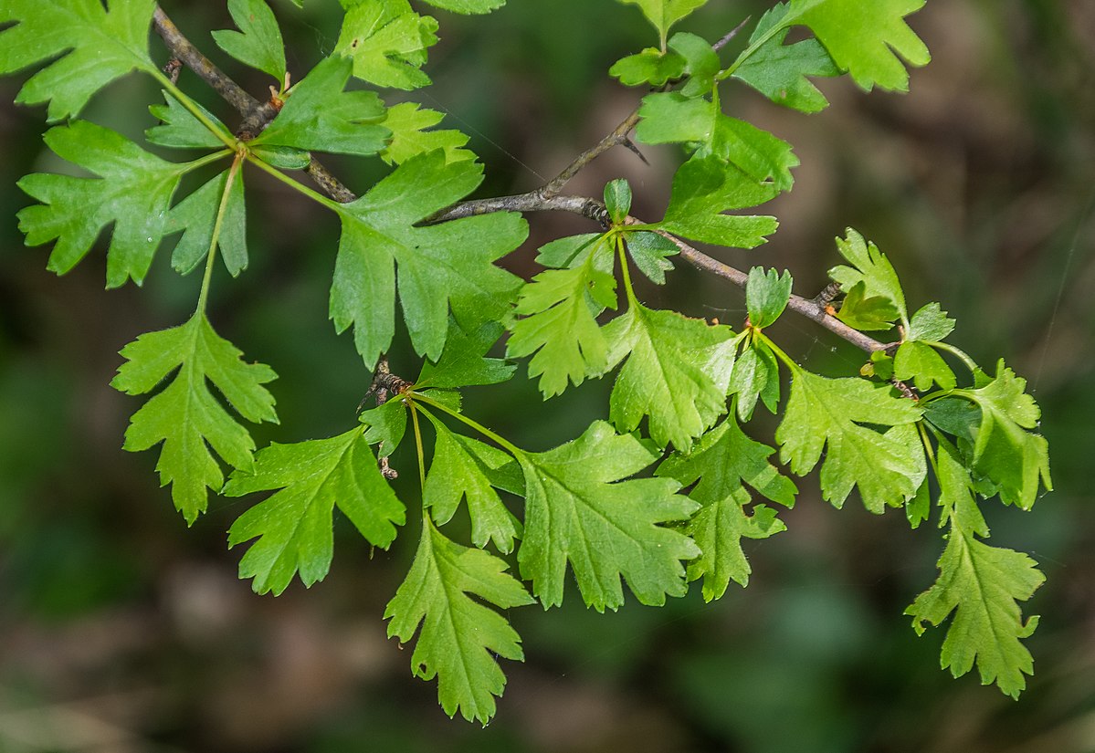 Common Hawthorn Common Hawthorn