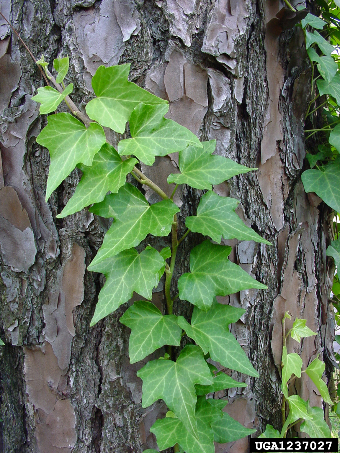 Common Ivy Common Ivy
