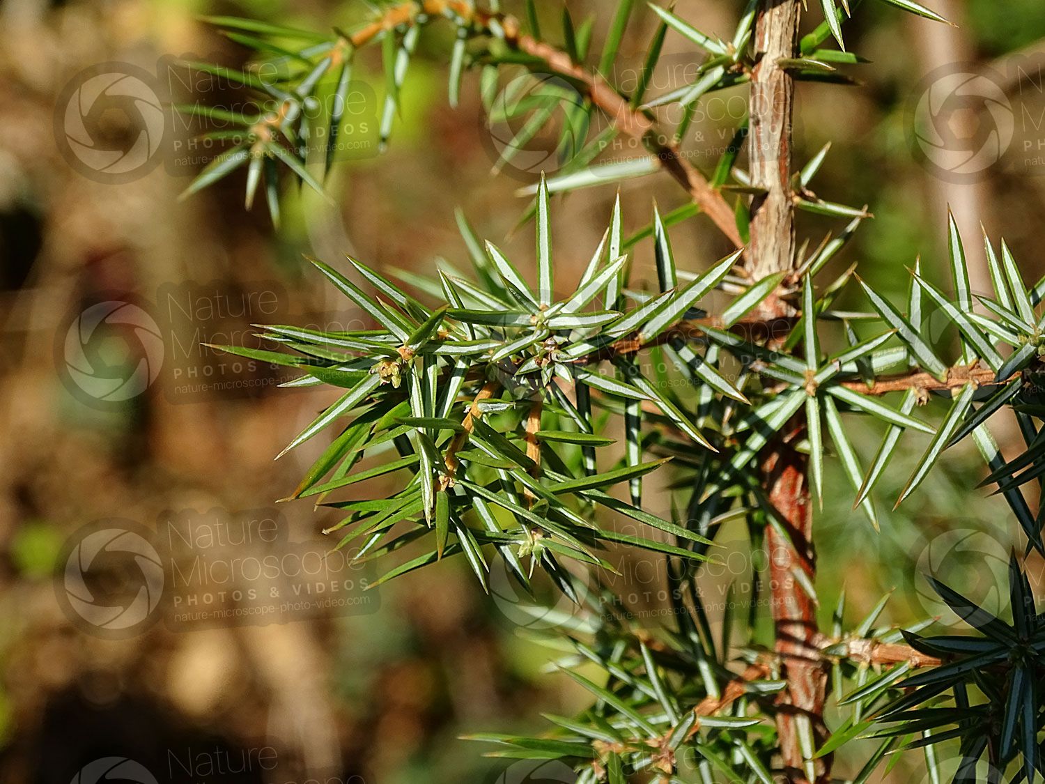 Common Juniper Common Juniper