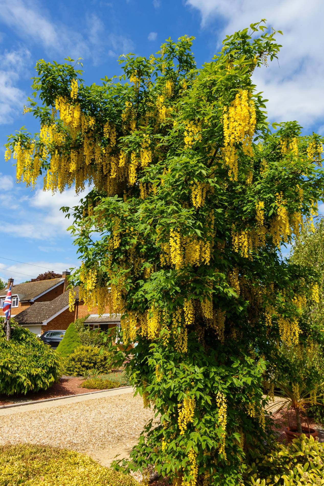 Common Laburnum or Golden Rain Tree Common Laburnum or Golden Rain Tree
