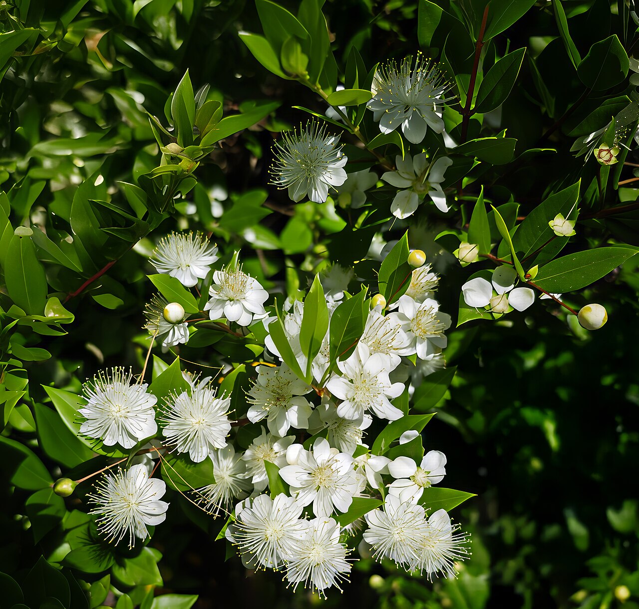 Common Myrtle