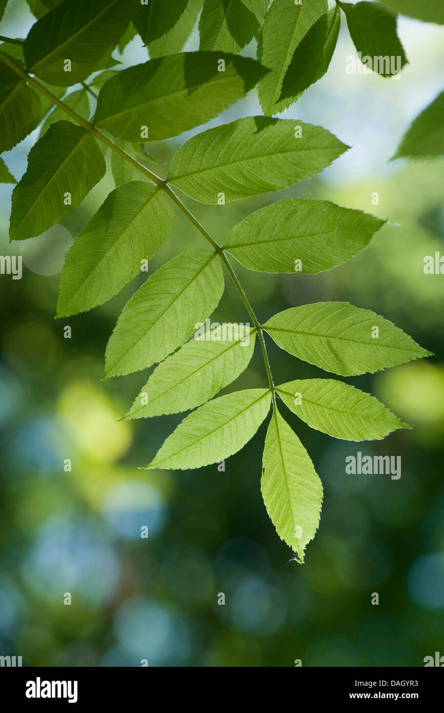 Common or European Ash Common or European Ash