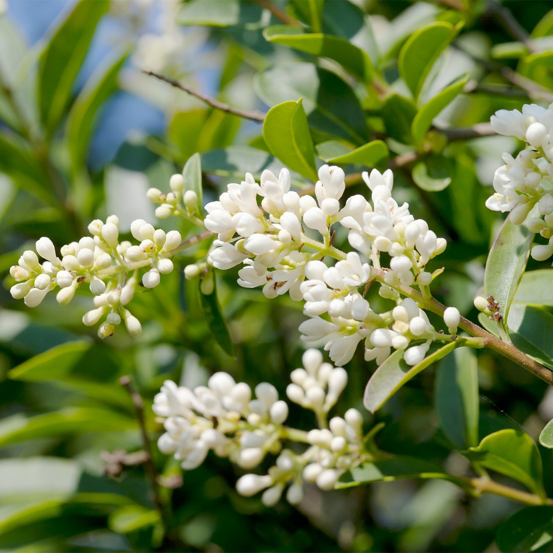 Common Privet Common Privet