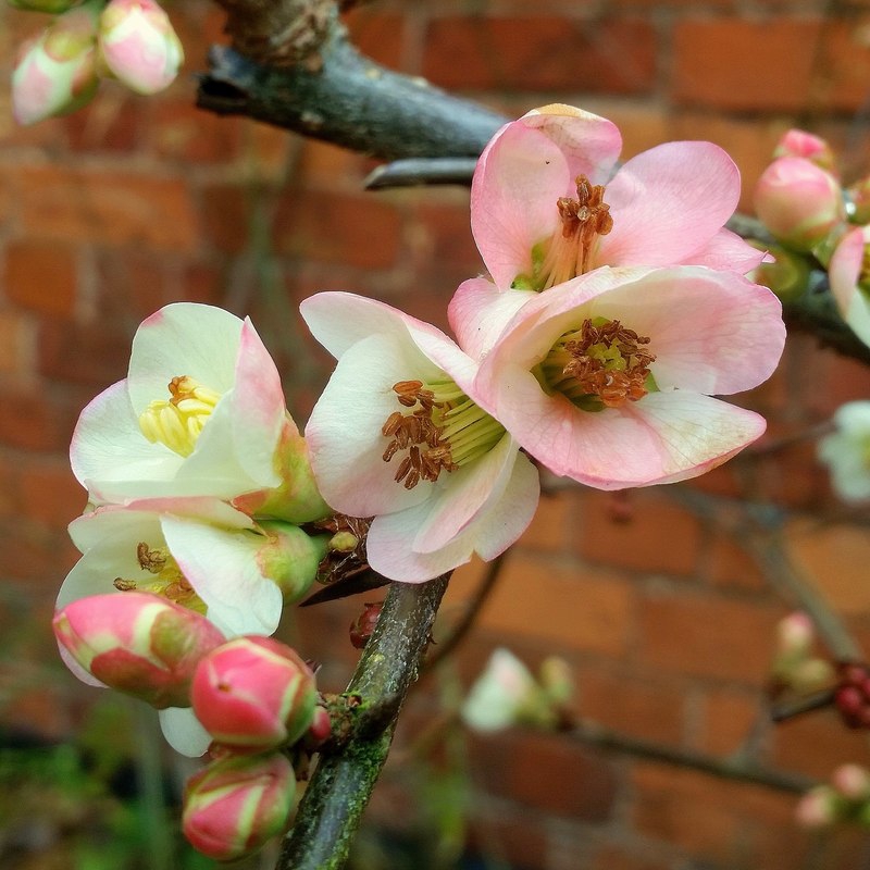 Common Quince Common Quince