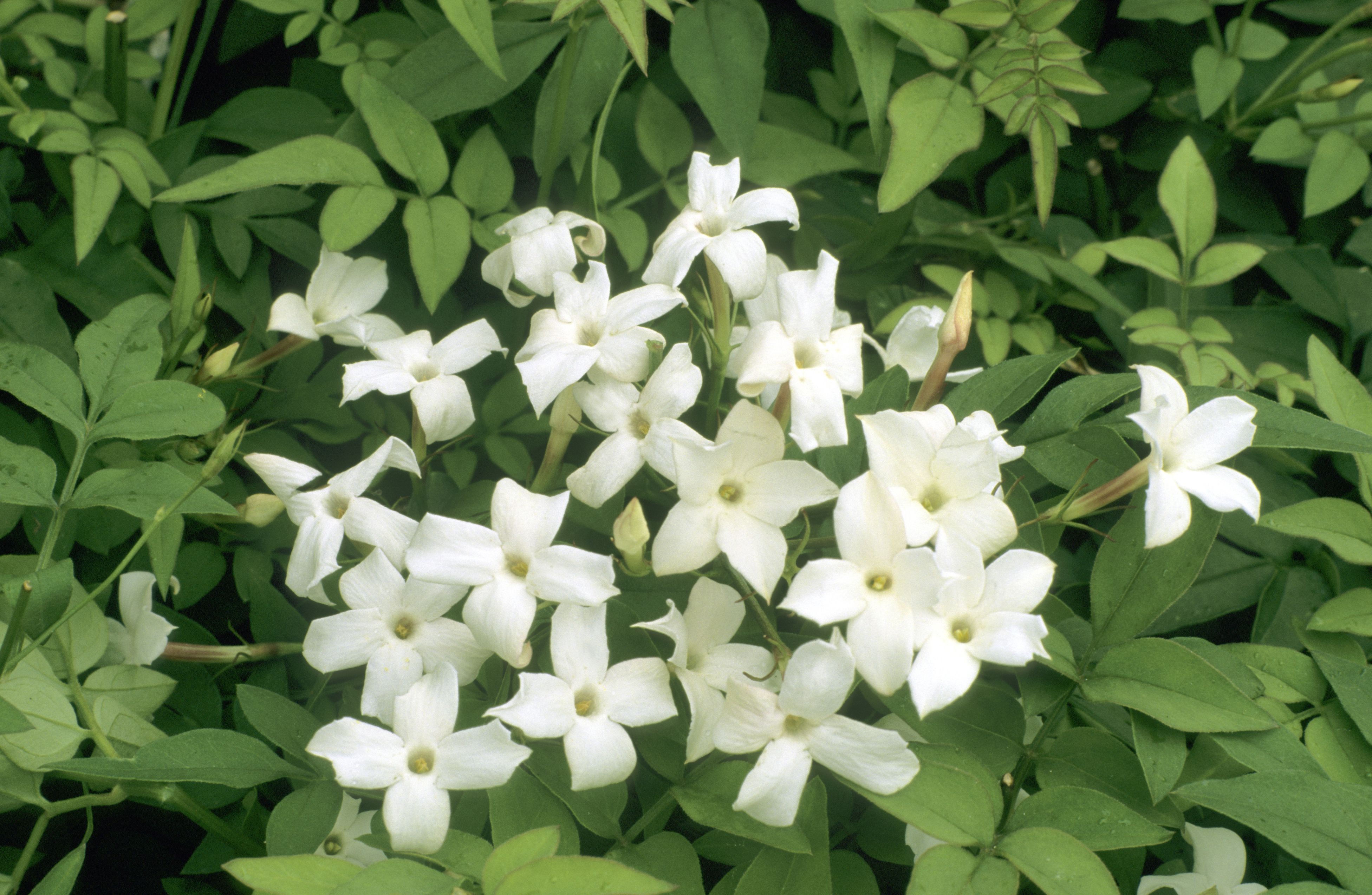 Common White Jasmine Common White Jasmine