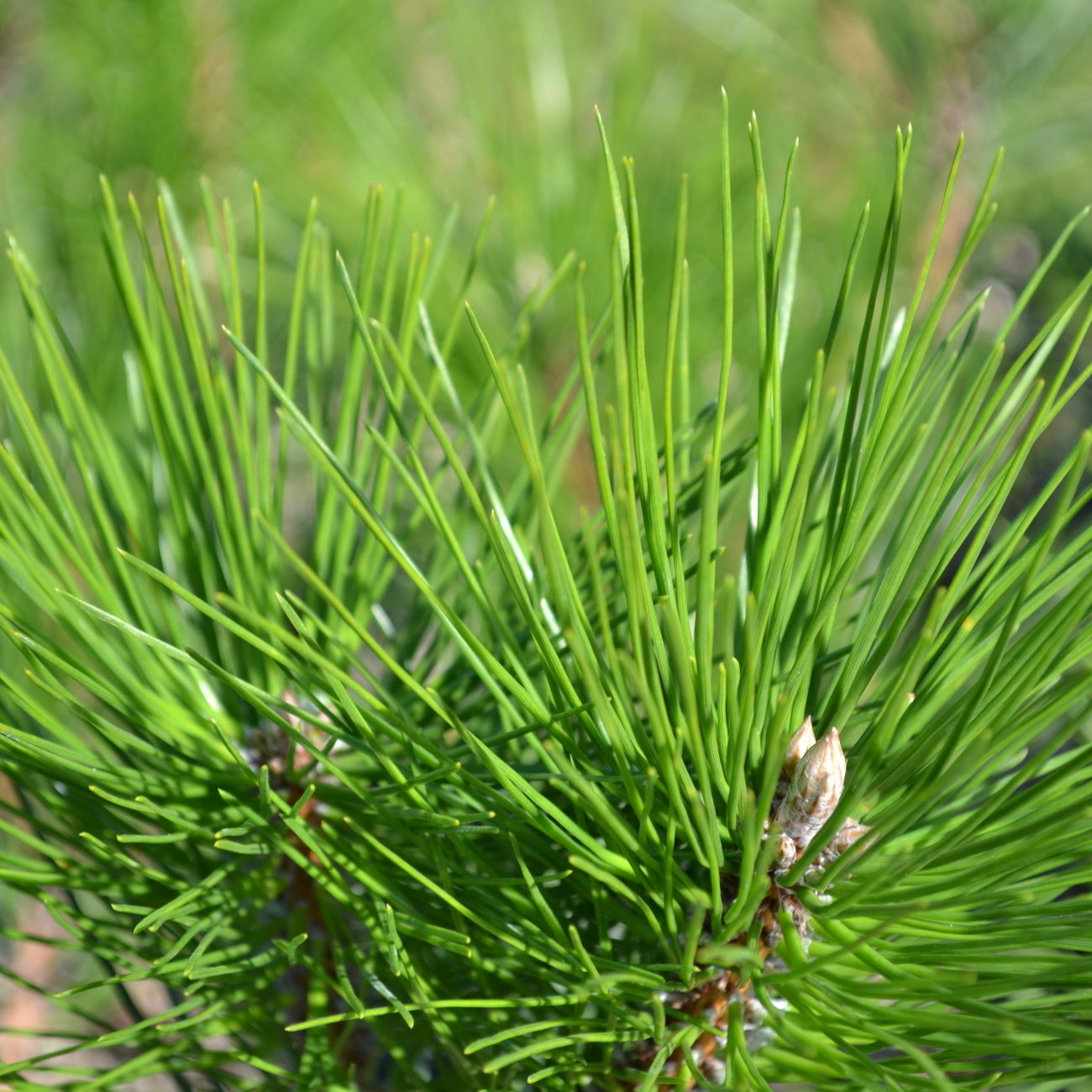 Cork-Barked Japanese Black Pine Cork-Barked Japanese Black Pine
