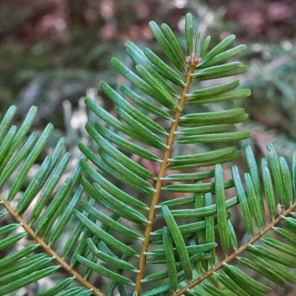 Cork Fir Cork Fir