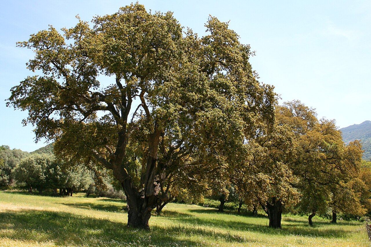 Cork Oak