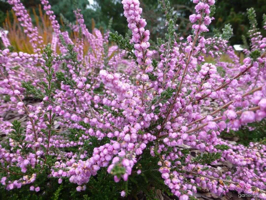 County Wicklow Heather County Wicklow Heather