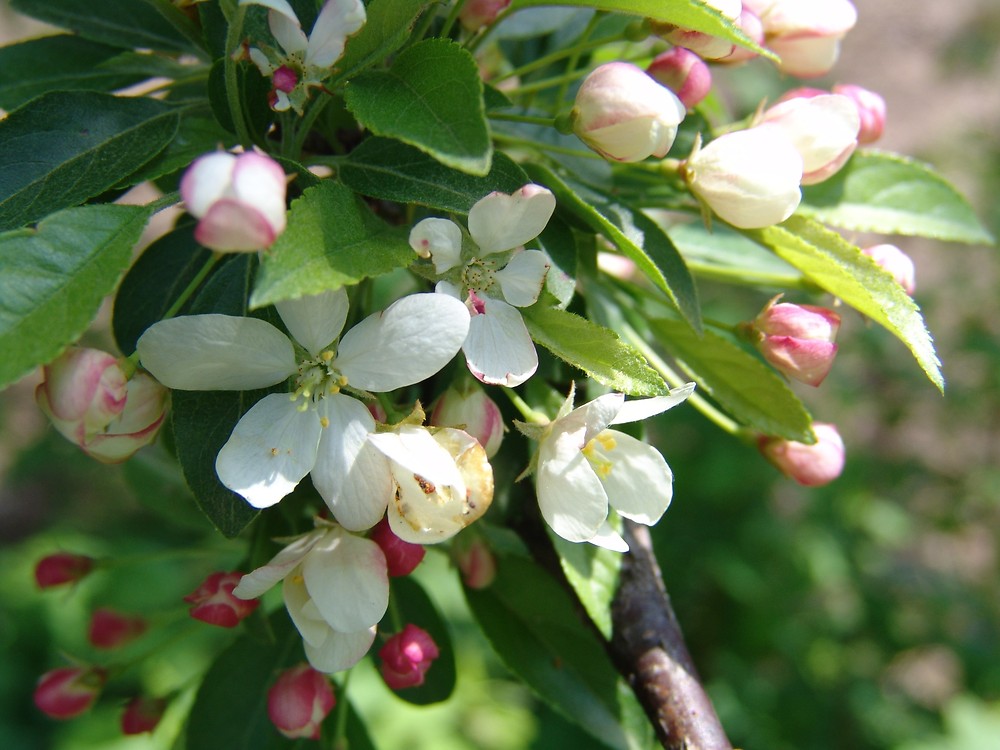Crab-Apple Crab-Apple