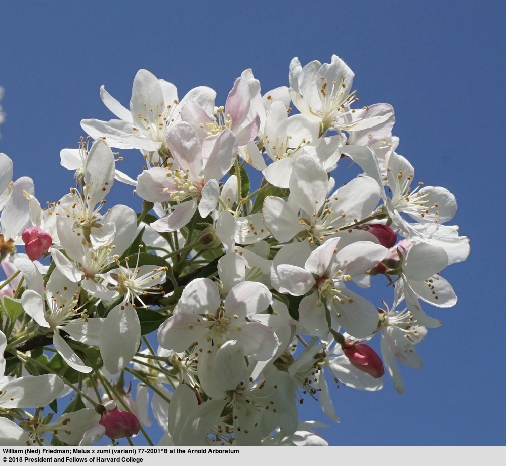 Crab Apple Hybrid Crab Apple Hybrid