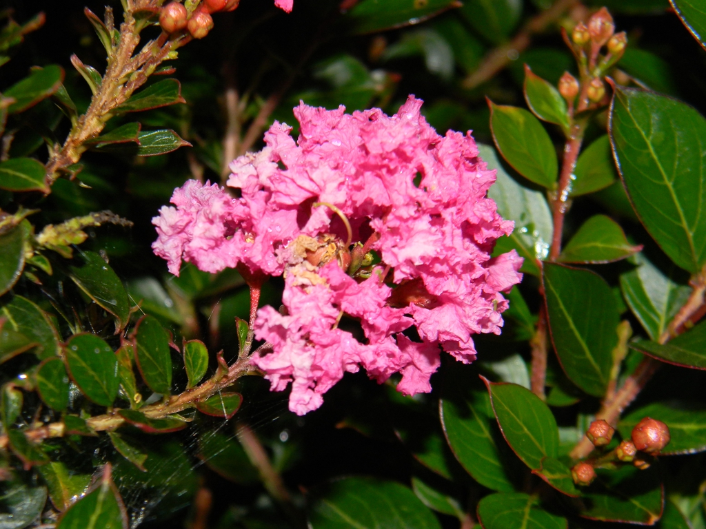Crape Myrtle Crape Myrtle