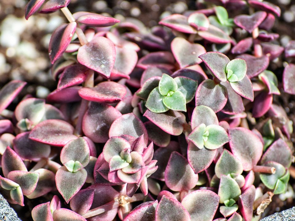 Crassula Crassula