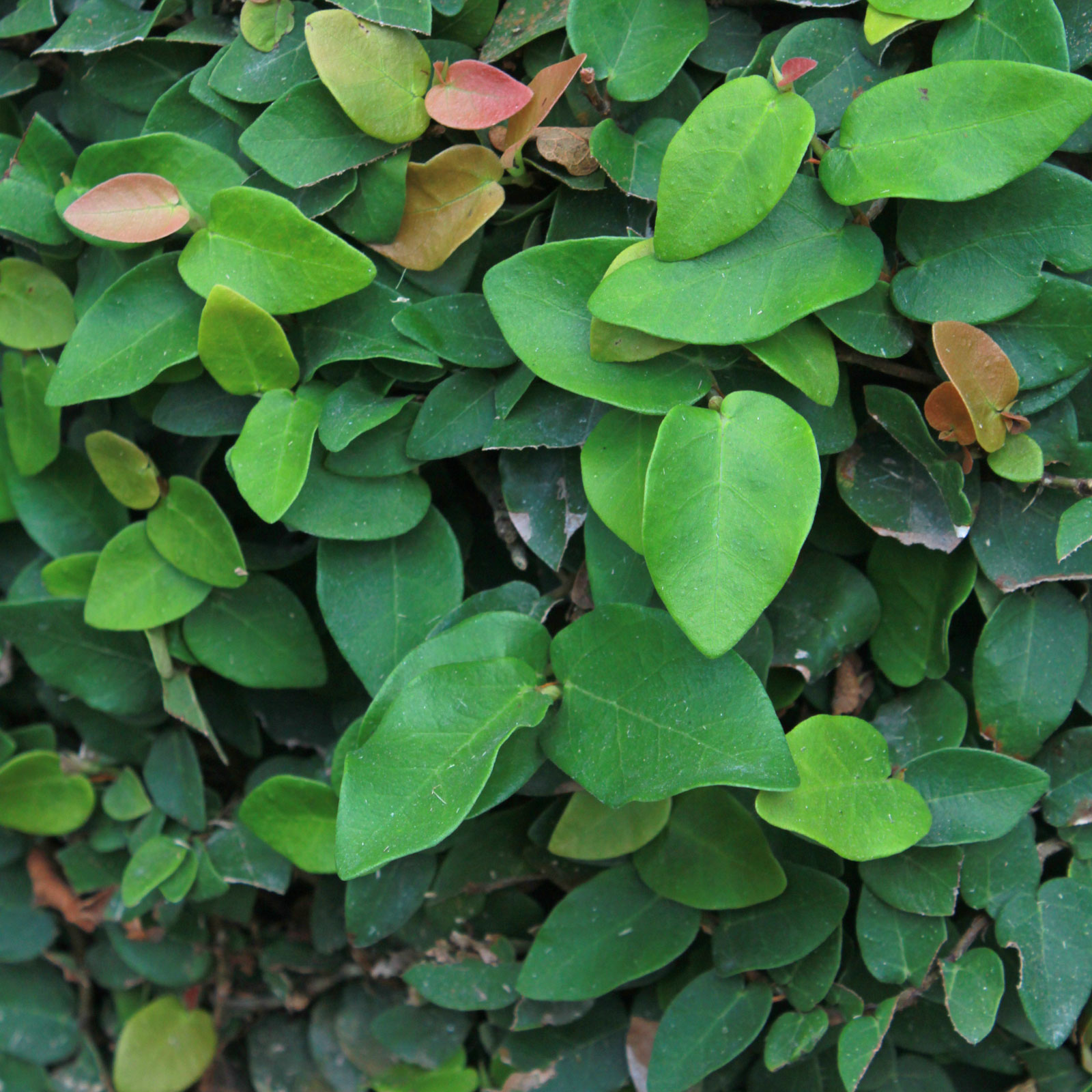 Creeping Fig Creeping Fig