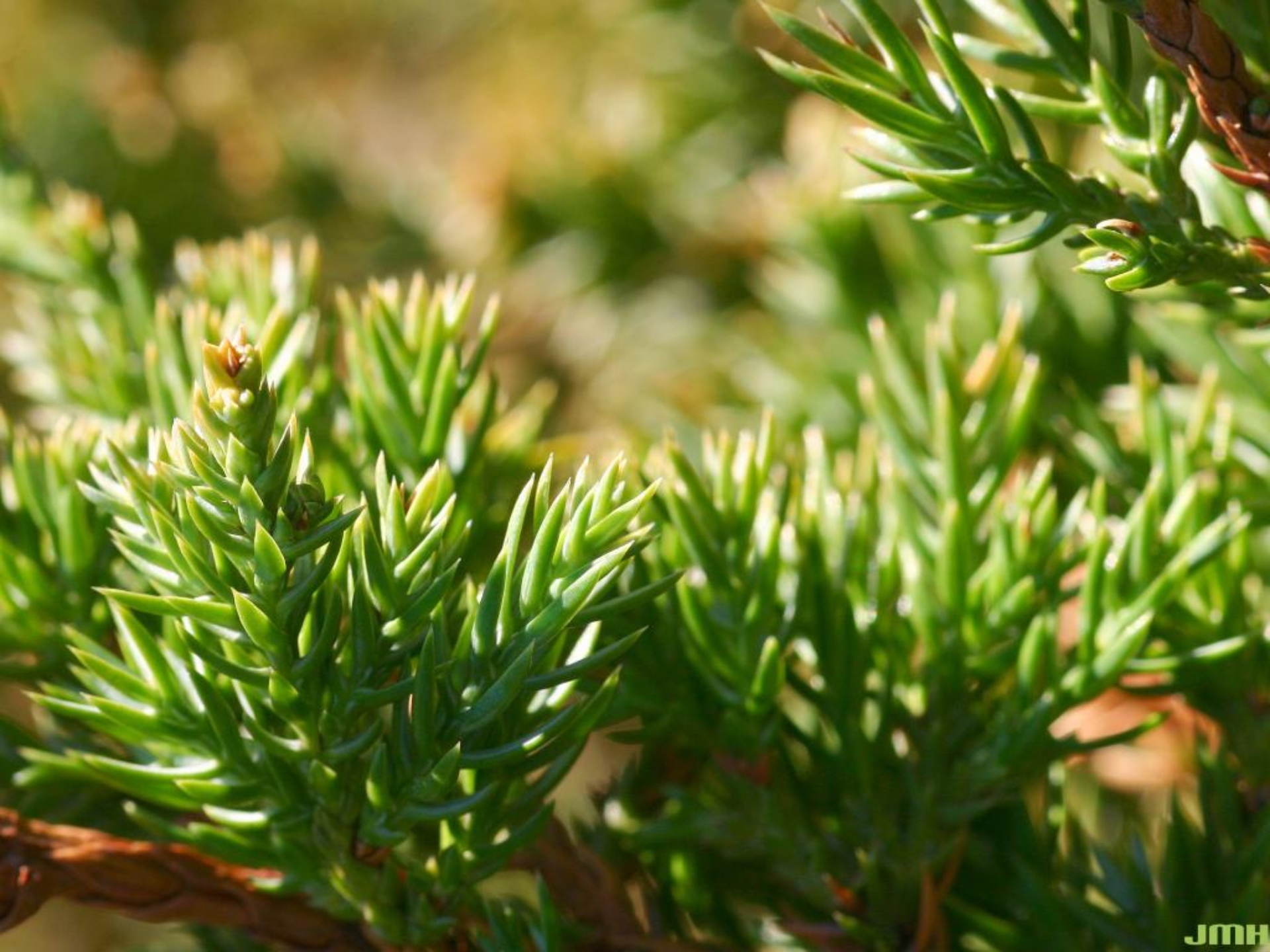 Creeping Juniper Creeping Juniper