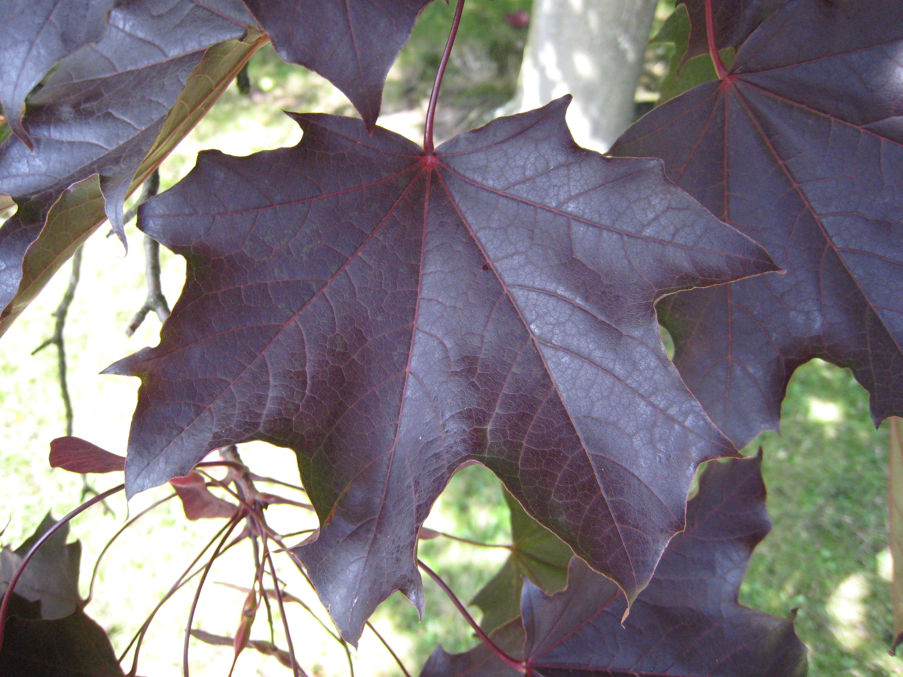 Cut-leaf Purple Maple Cut-leaf Purple Maple