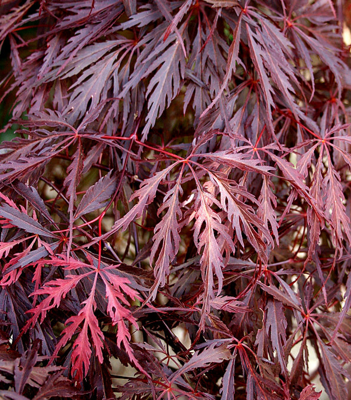 Cutleaf Japanese Maple Cutleaf Japanese Maple