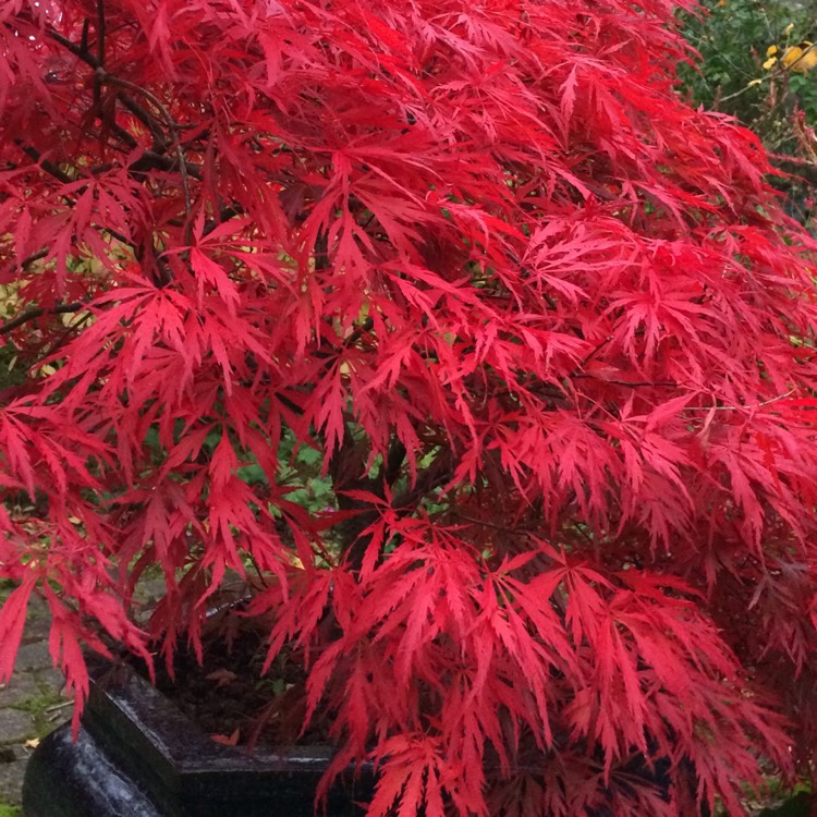 Cutleaf Purple Maple Cutleaf Purple Maple