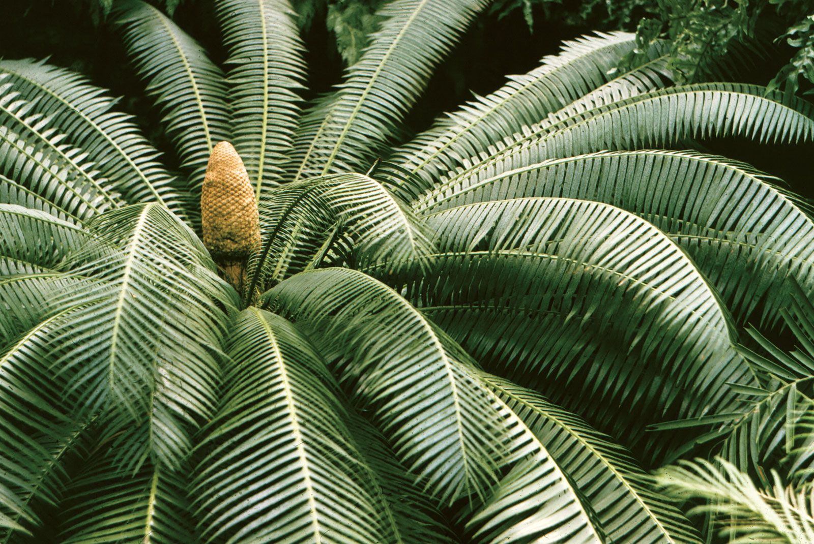Cycad Cycad