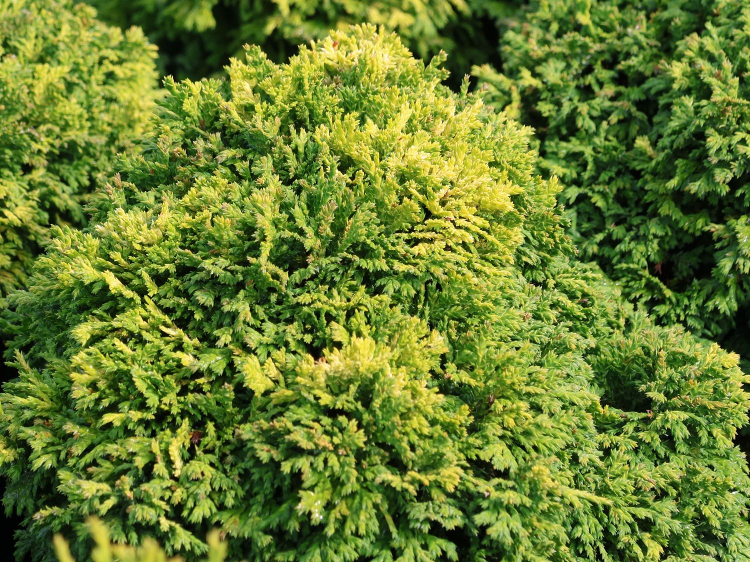 Cypress 'Plumosa' Cypress 'Plumosa'