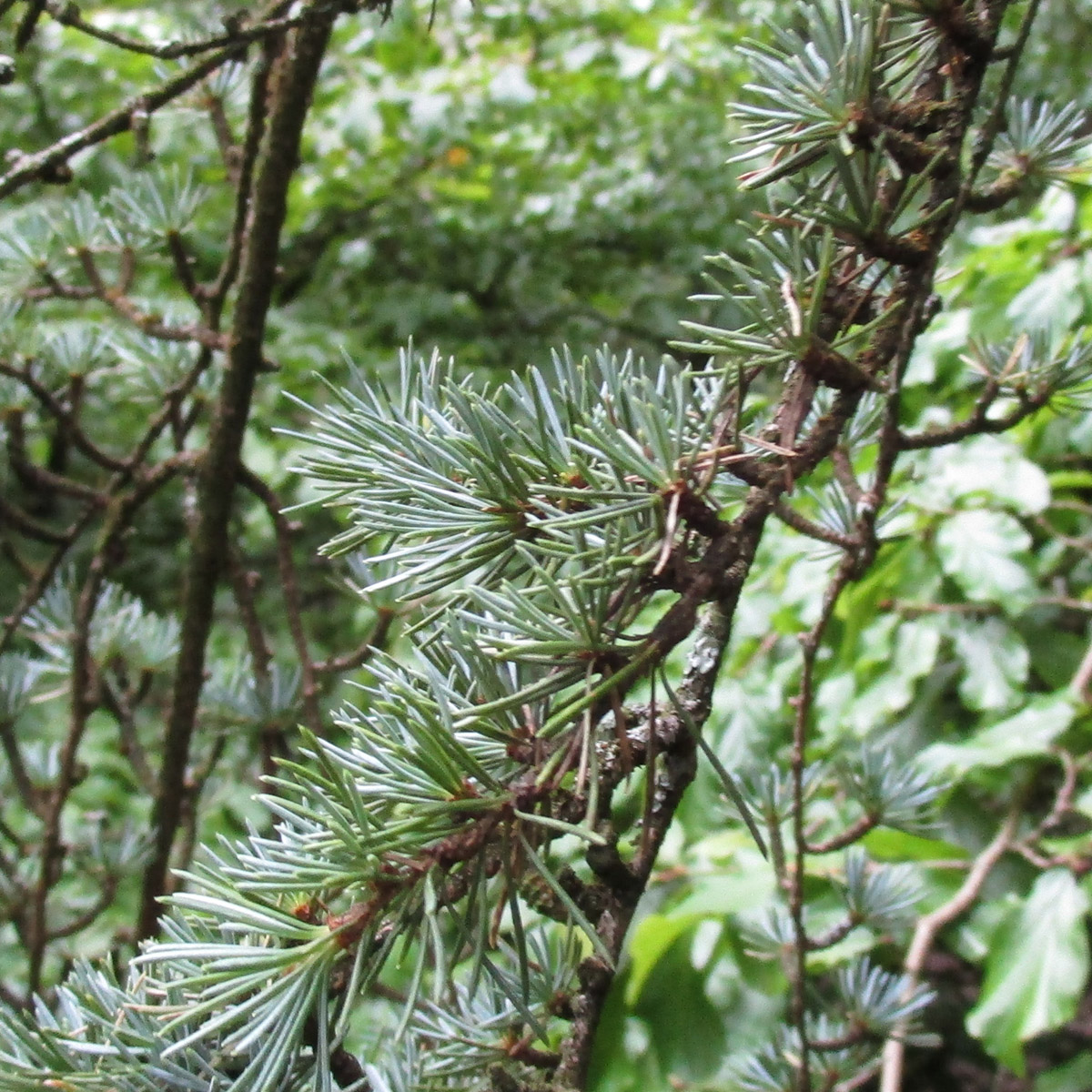 Cyprian Cedar Cyprian Cedar