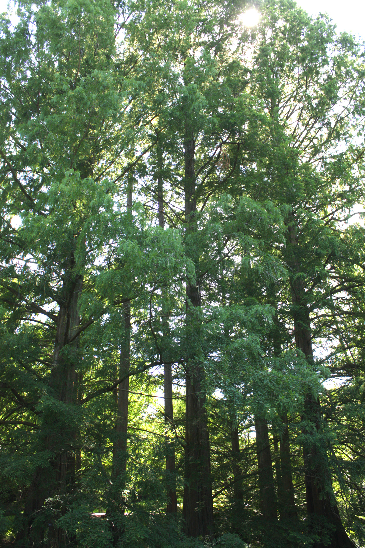 Dawn Redwood