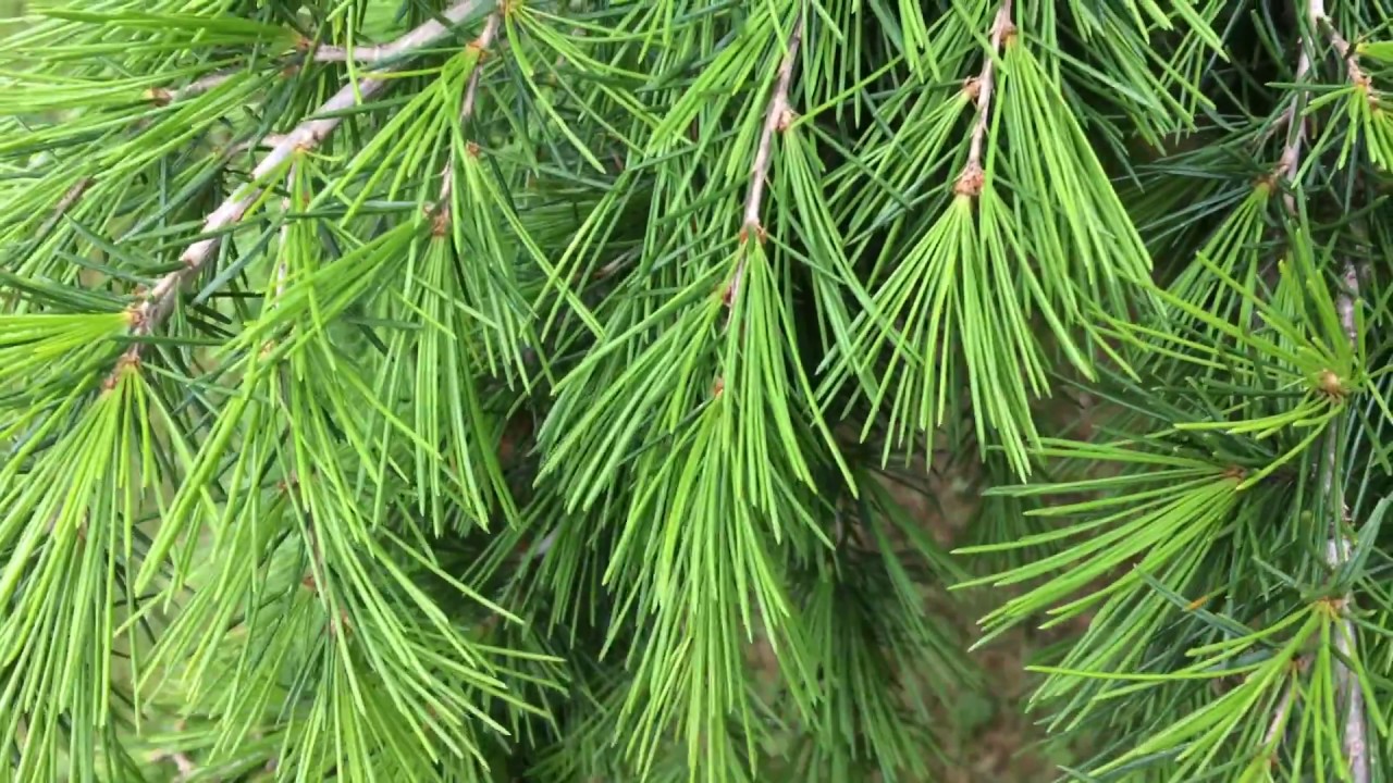 Deodar or Indian Cedar Deodar or Indian Cedar