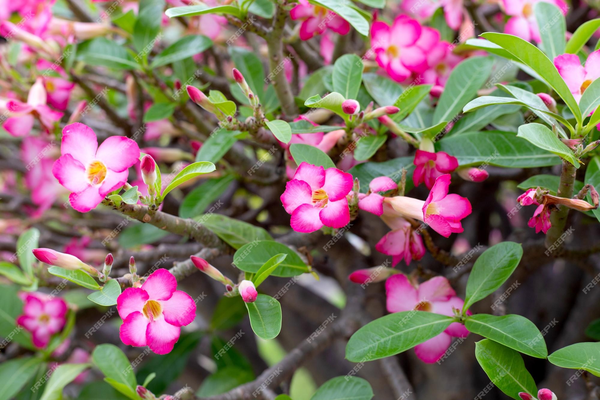 Desert Rose Desert Rose