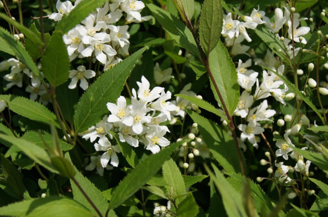 Deutzia Deutzia