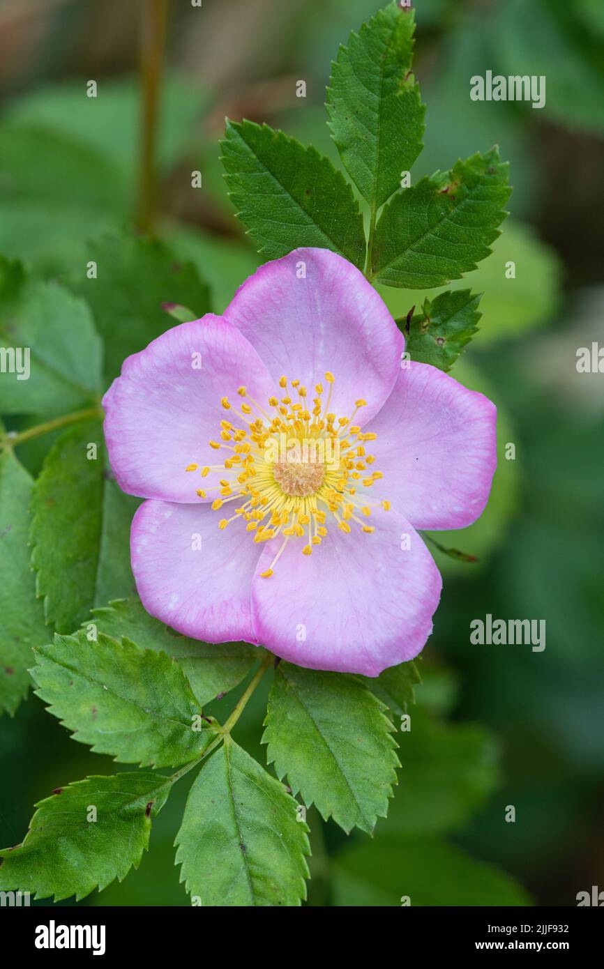 Dog Rose Dog Rose