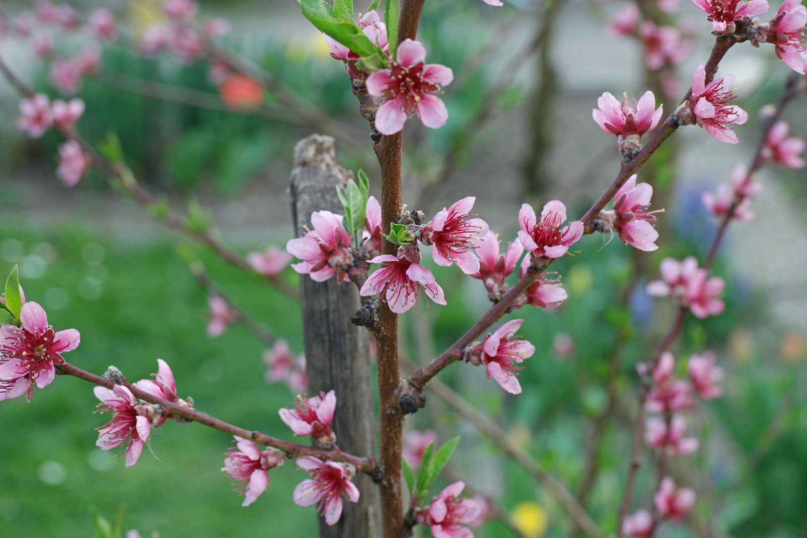 Double-flowered Peach Double-flowered Peach