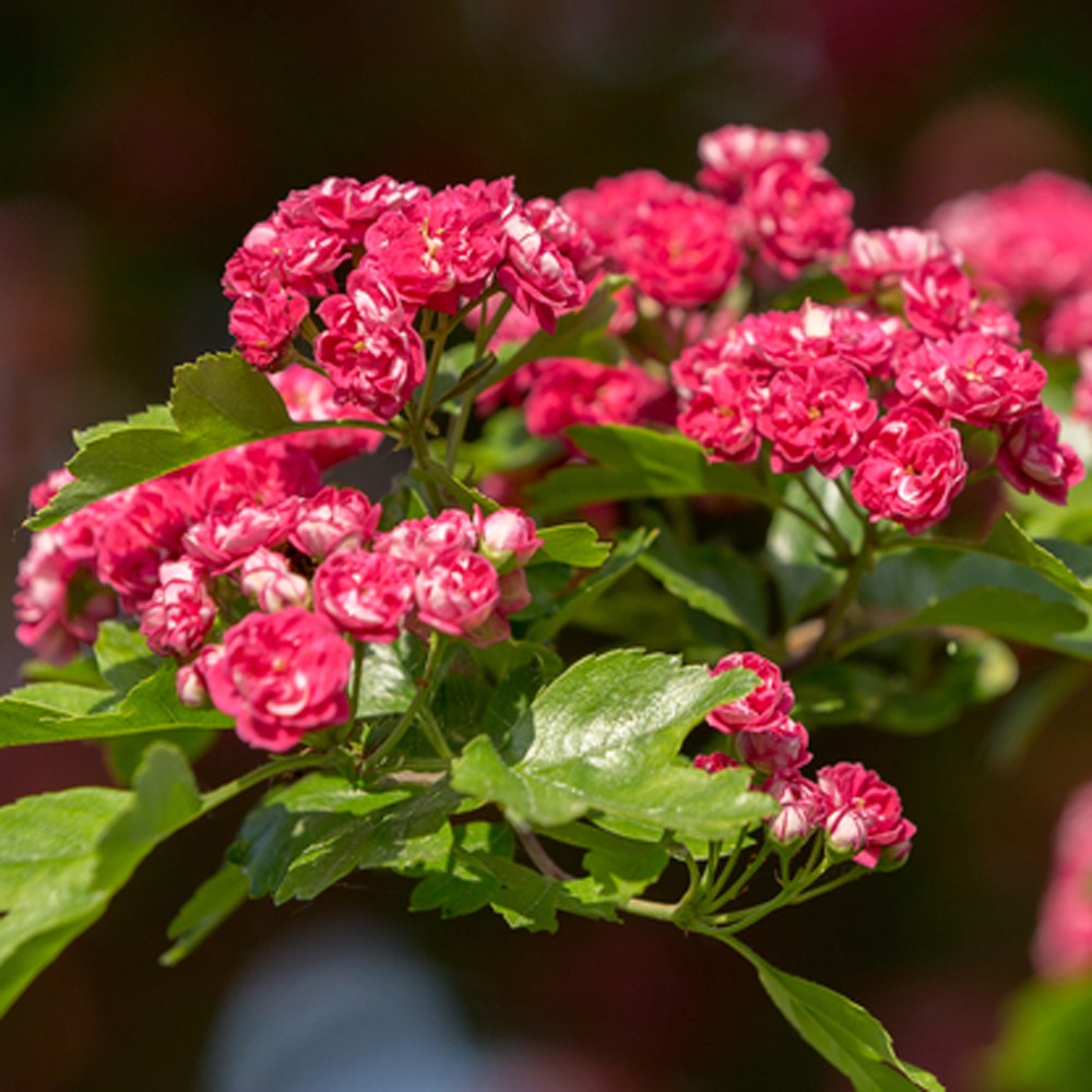 Double Red-Flowering Hawthorn Double Red-Flowering Hawthorn