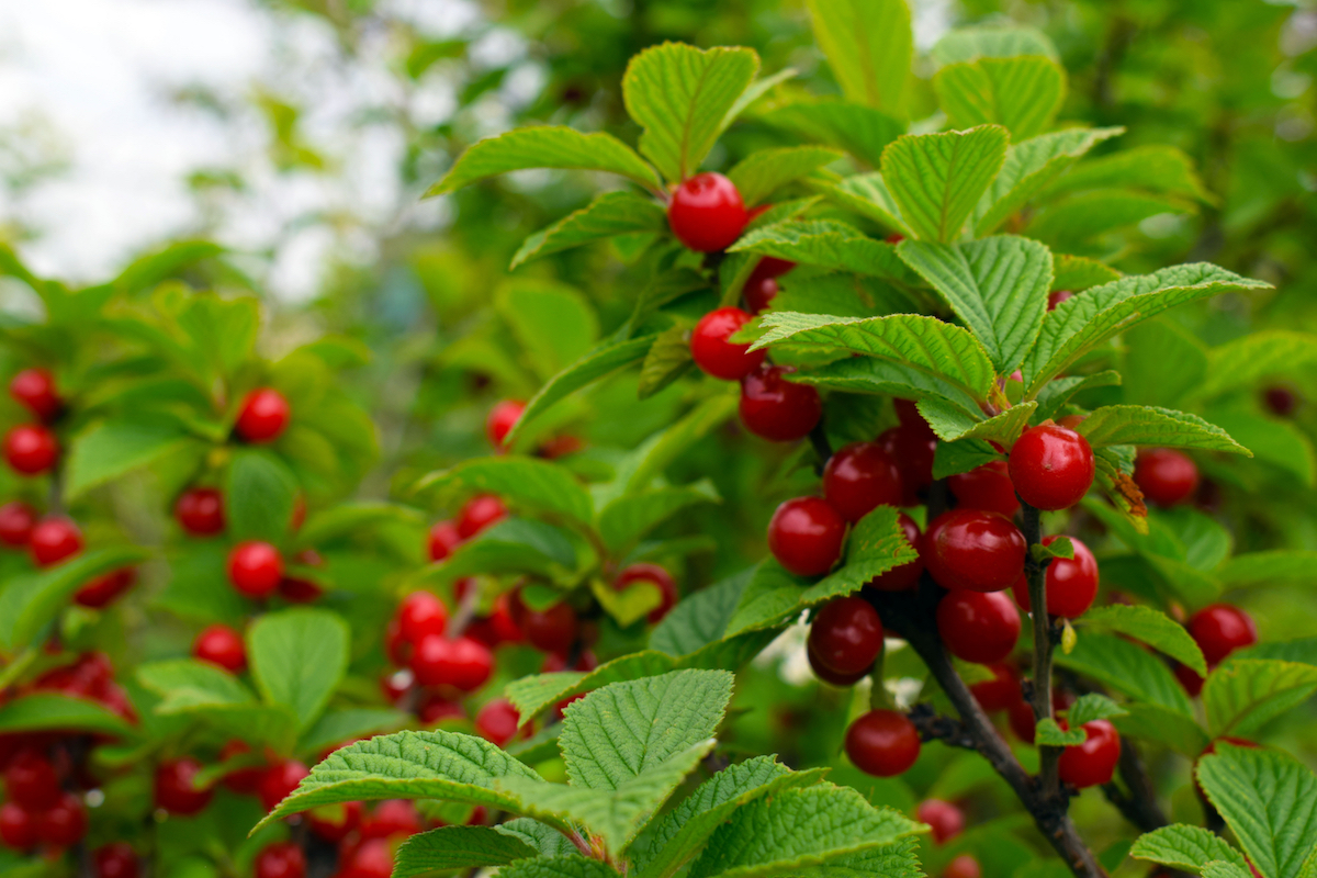 Downy Cherry Downy Cherry
