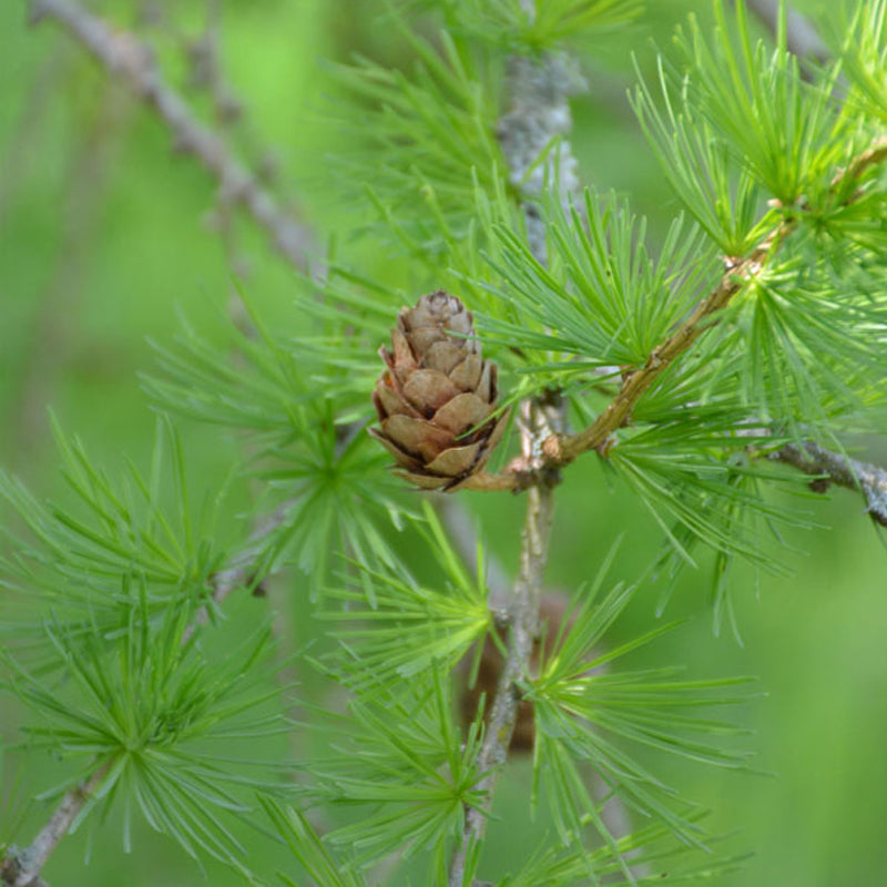 Dunkeld Larch Dunkeld Larch