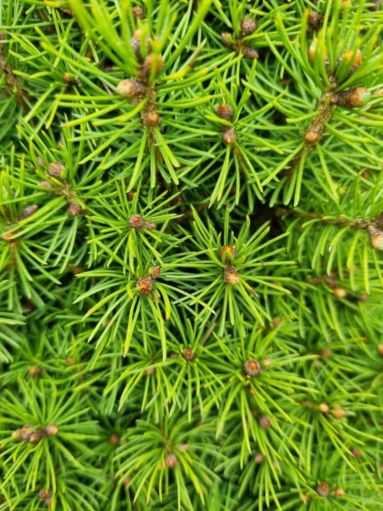Dwarf Alberta White Spruce Dwarf Alberta White Spruce