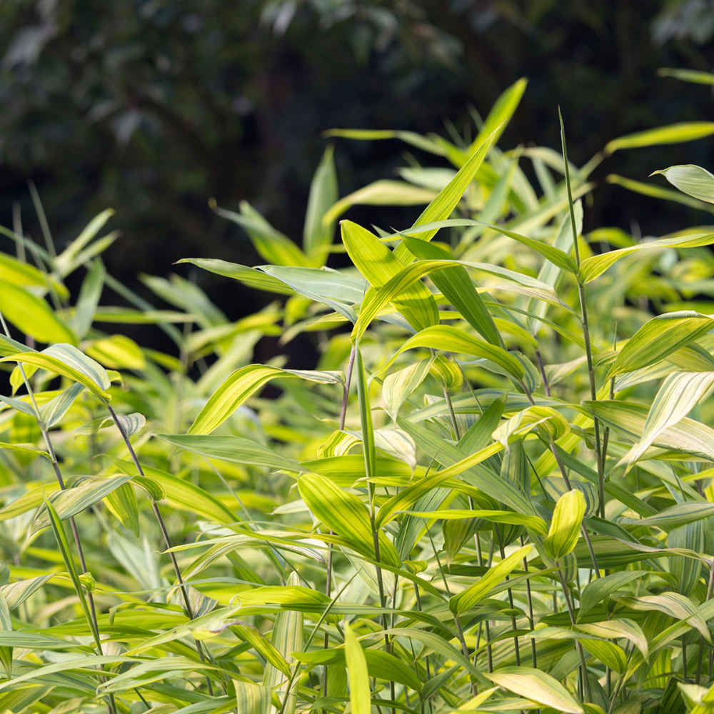 Dwarf Bamboo Dwarf Bamboo