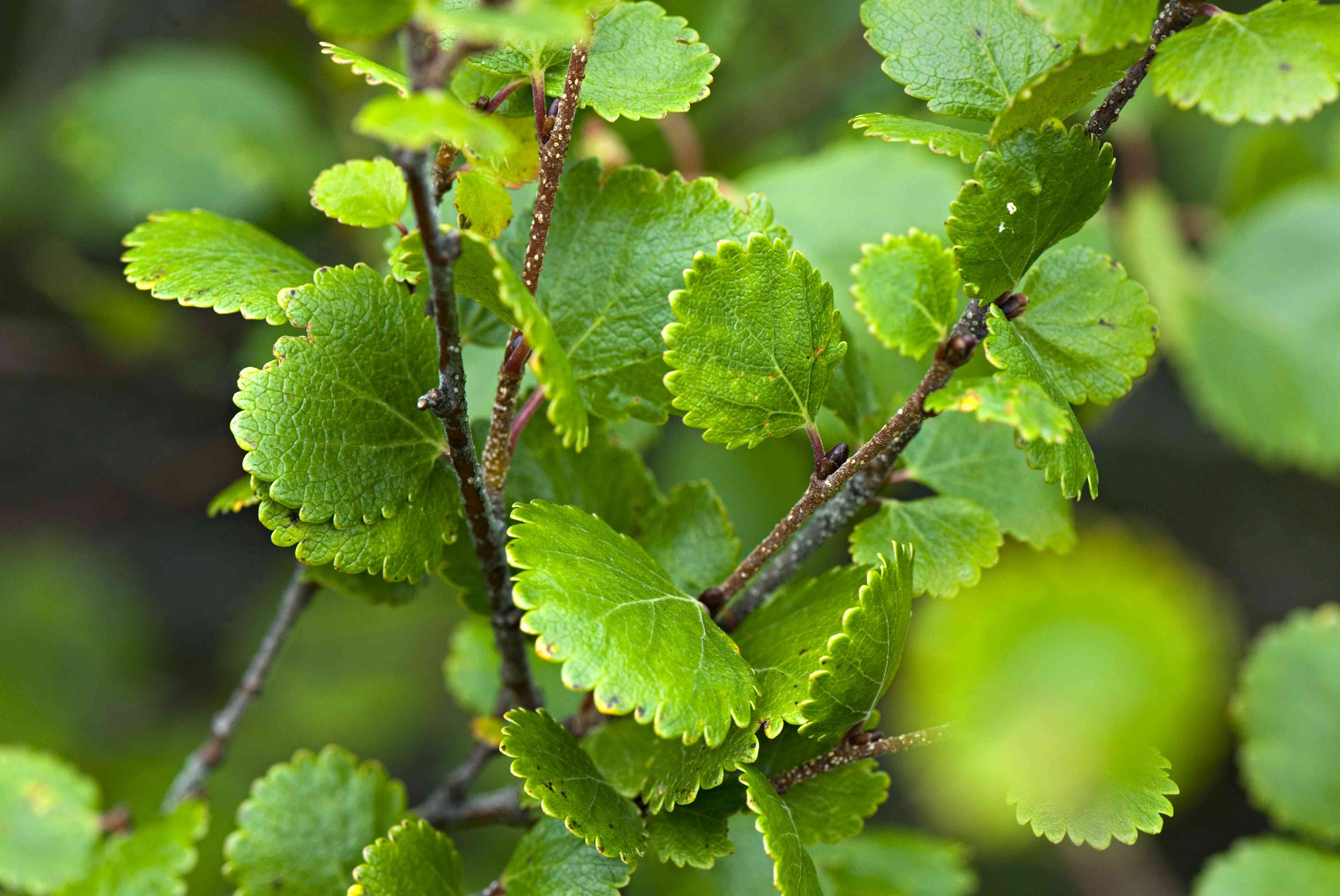 Dwarf Birch Dwarf Birch