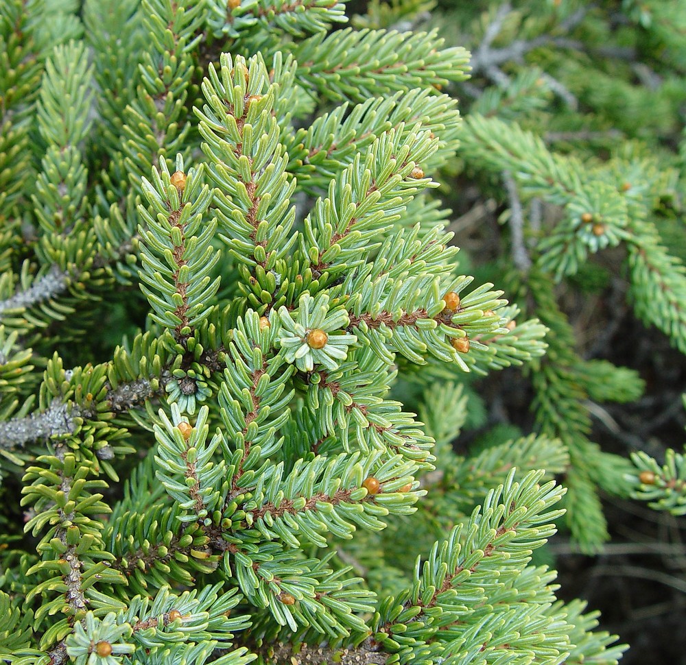 Dwarf Black Spruce Dwarf Black Spruce