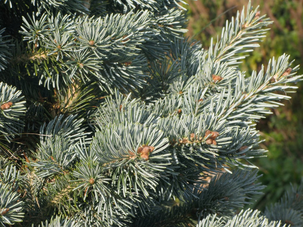 Dwarf Cork Fir Dwarf Cork Fir