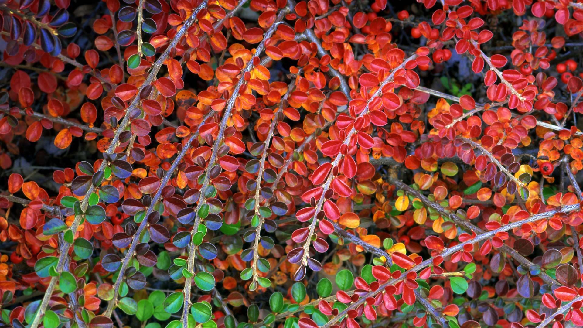 Dwarf Cotoneaster Dwarf Cotoneaster