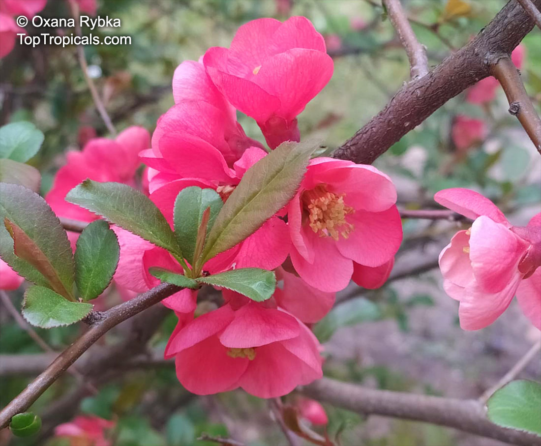 Dwarf Flowering Quince Dwarf Flowering Quince