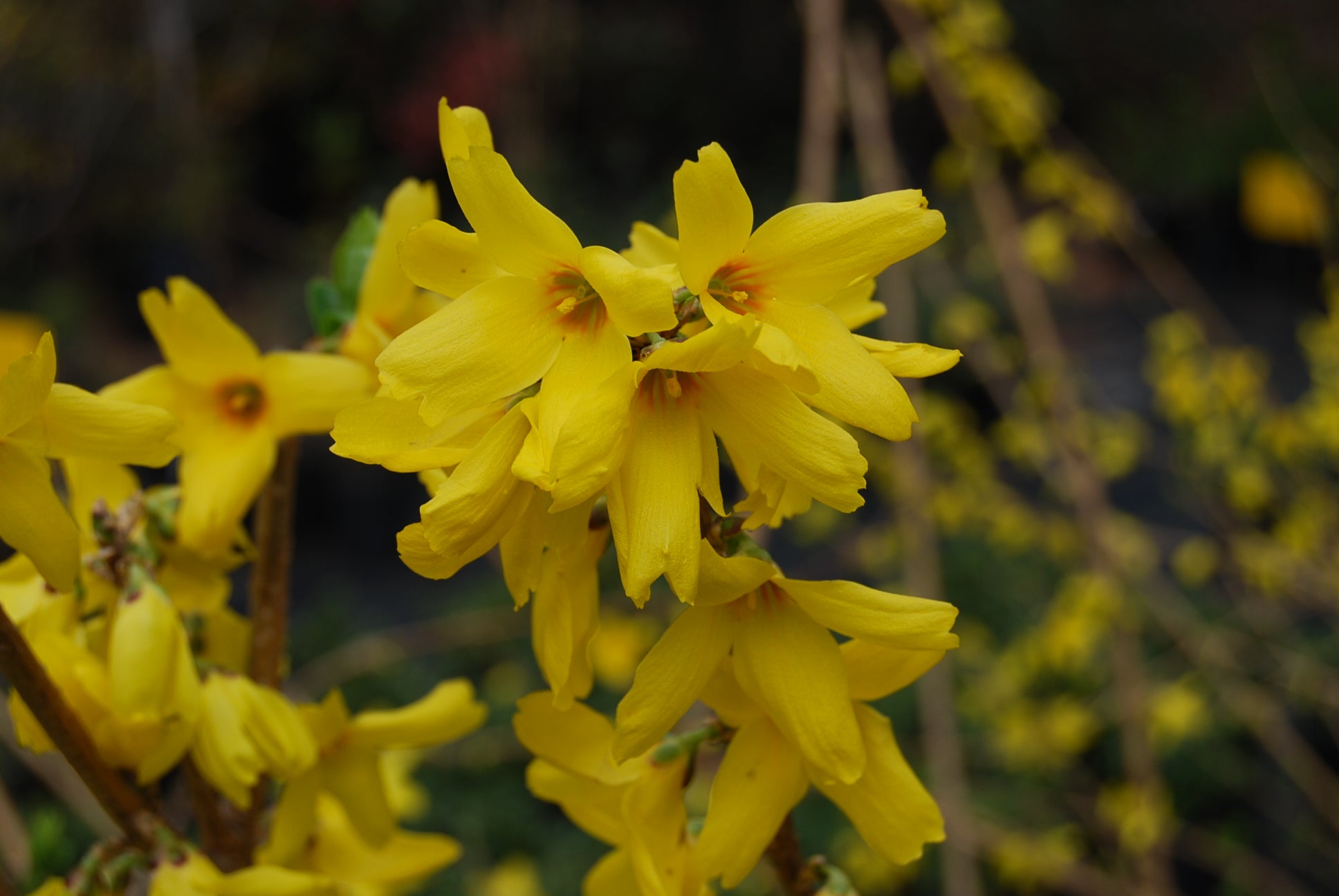 Dwarf Forsythia Dwarf Forsythia