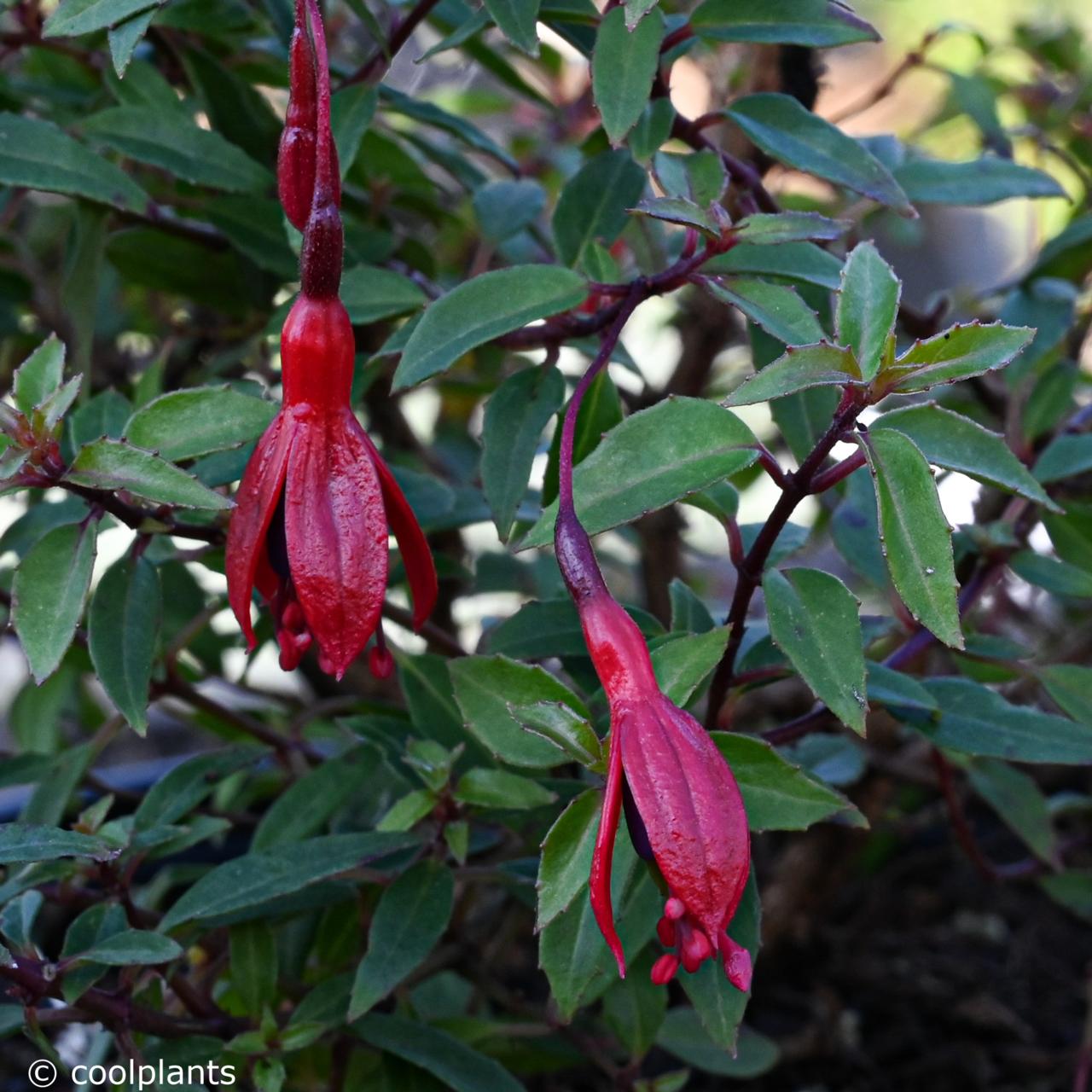 Dwarf Fuchsia Dwarf Fuchsia