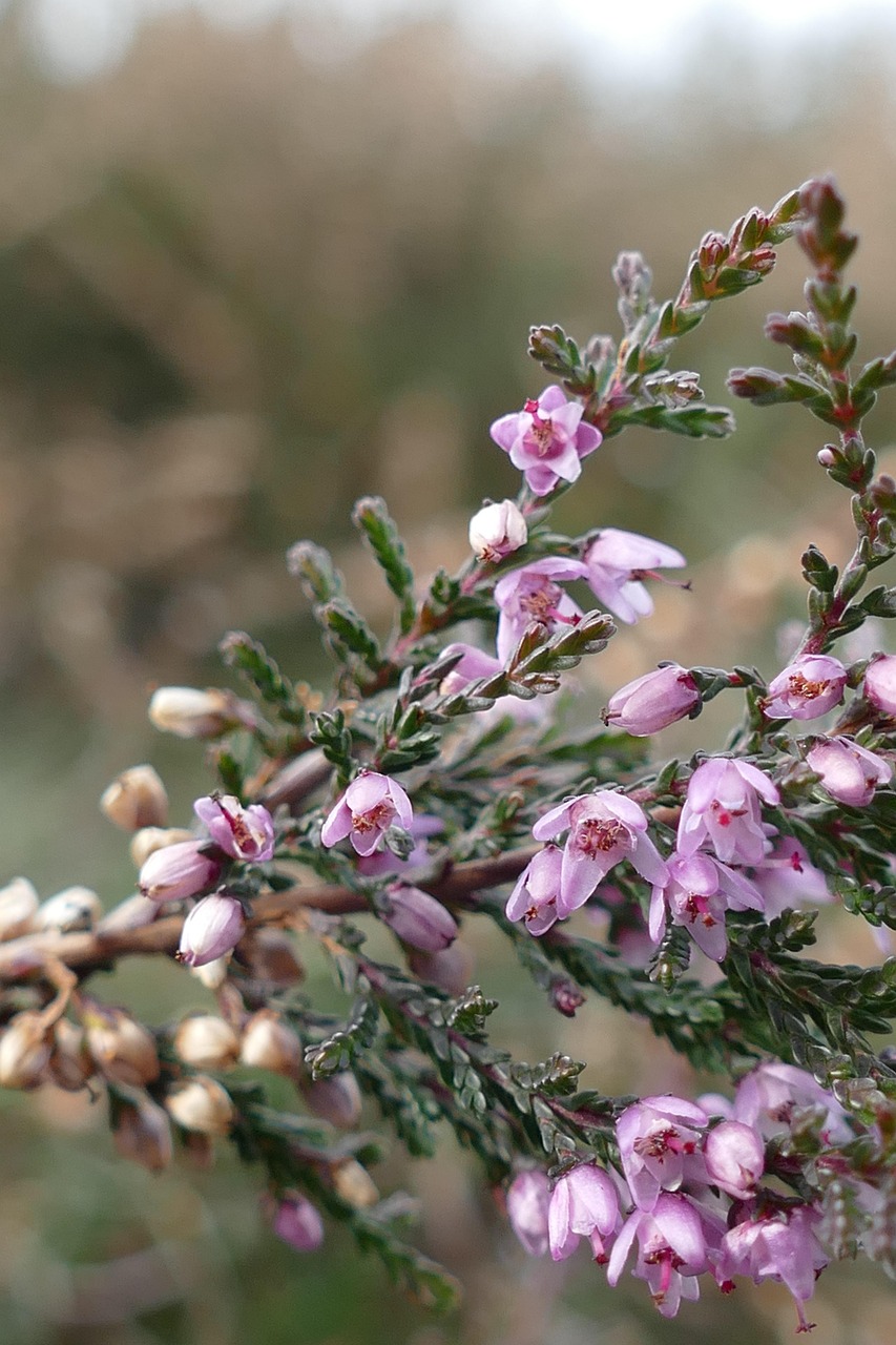 Dwarf Heather Dwarf Heather
