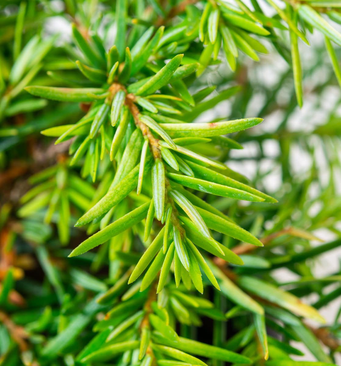 Dwarf Hemlock Dwarf Hemlock