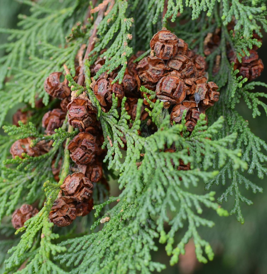 Dwarf Hinoki Cypress Dwarf Hinoki Cypress