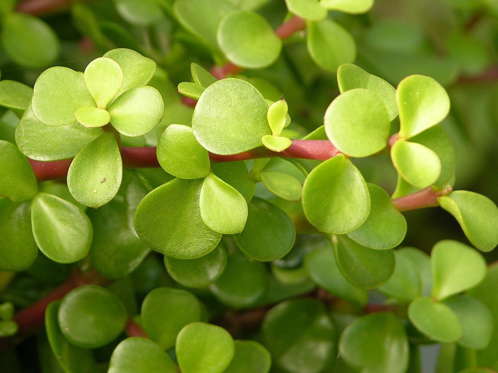 Dwarf Jade Dwarf Jade