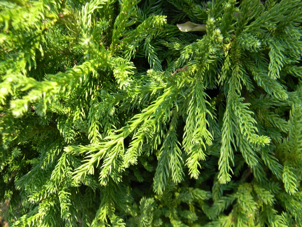 Dwarf Japanese Cedar Dwarf Japanese Cedar