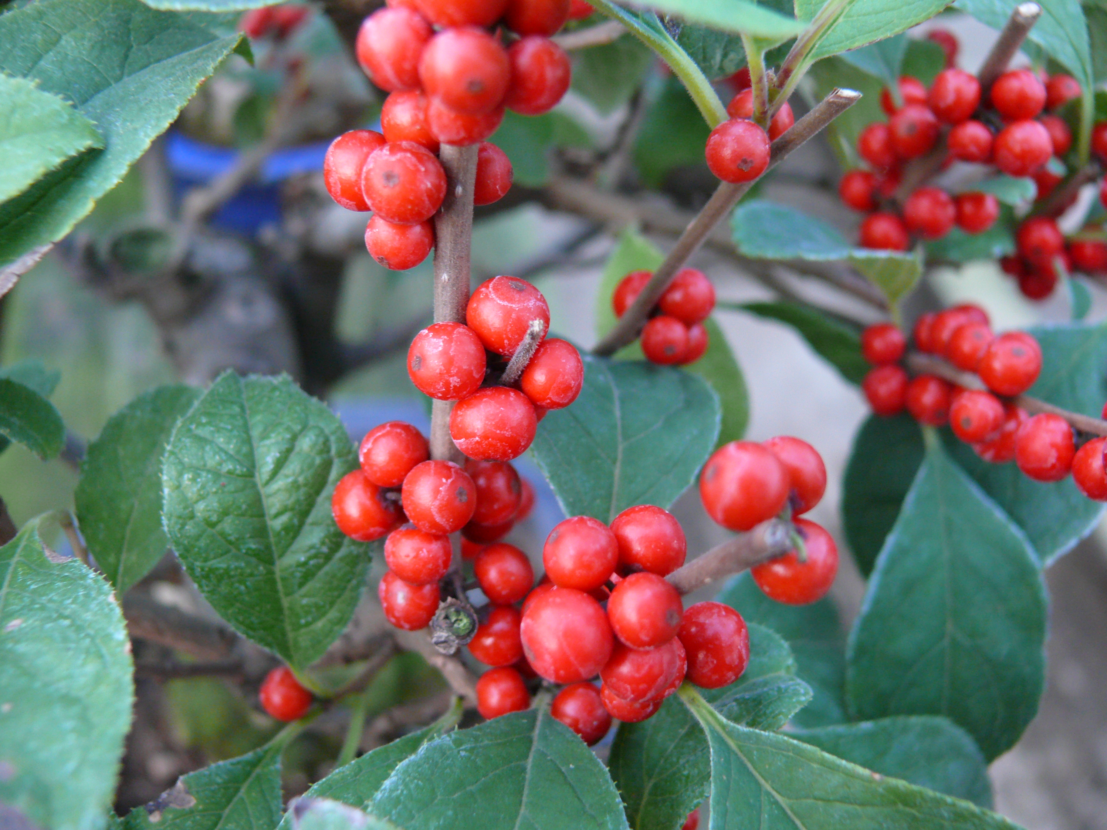 Dwarf Japanese Deciduous Holly Dwarf Japanese Deciduous Holly