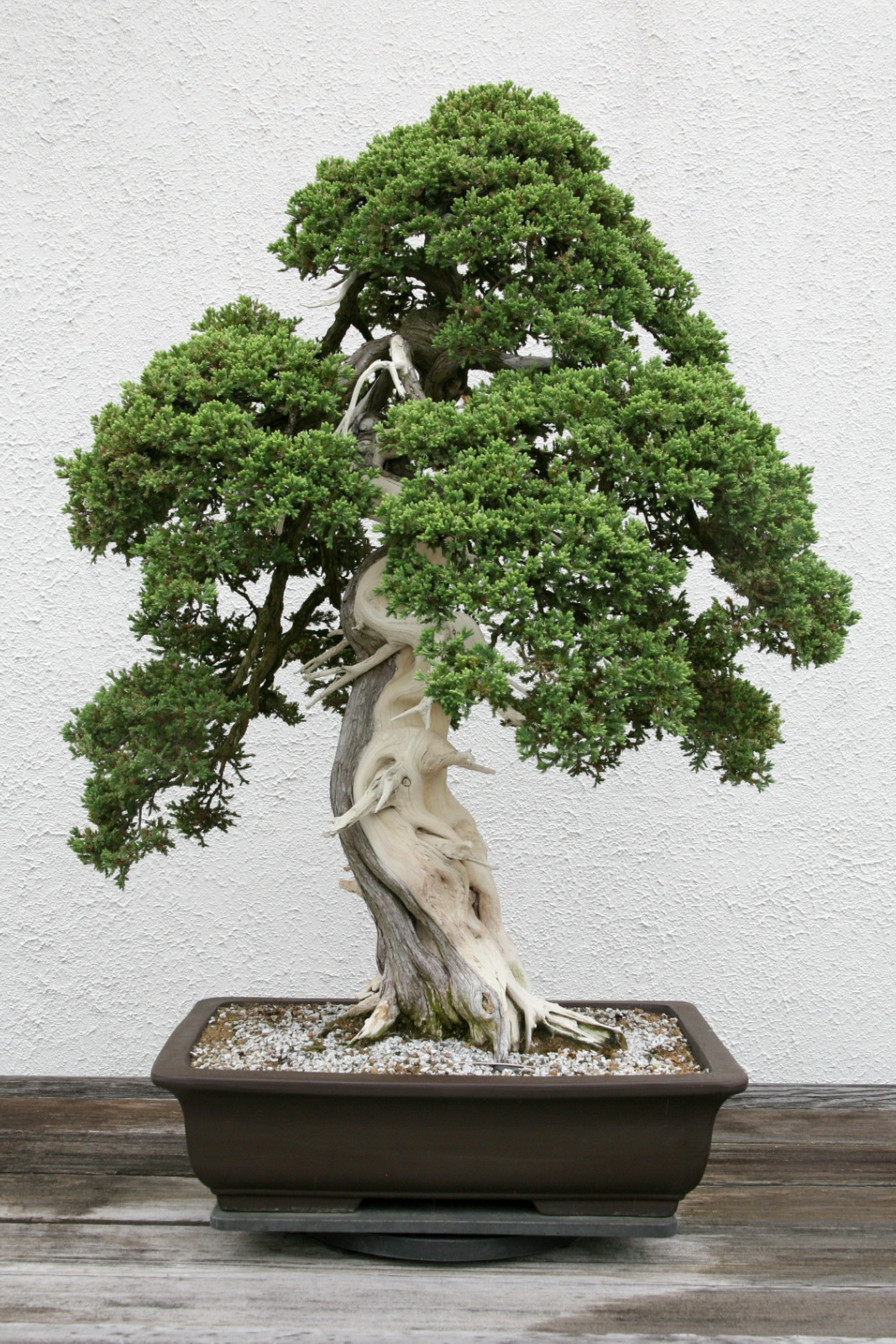Dwarf Japanese Garden Juniper
